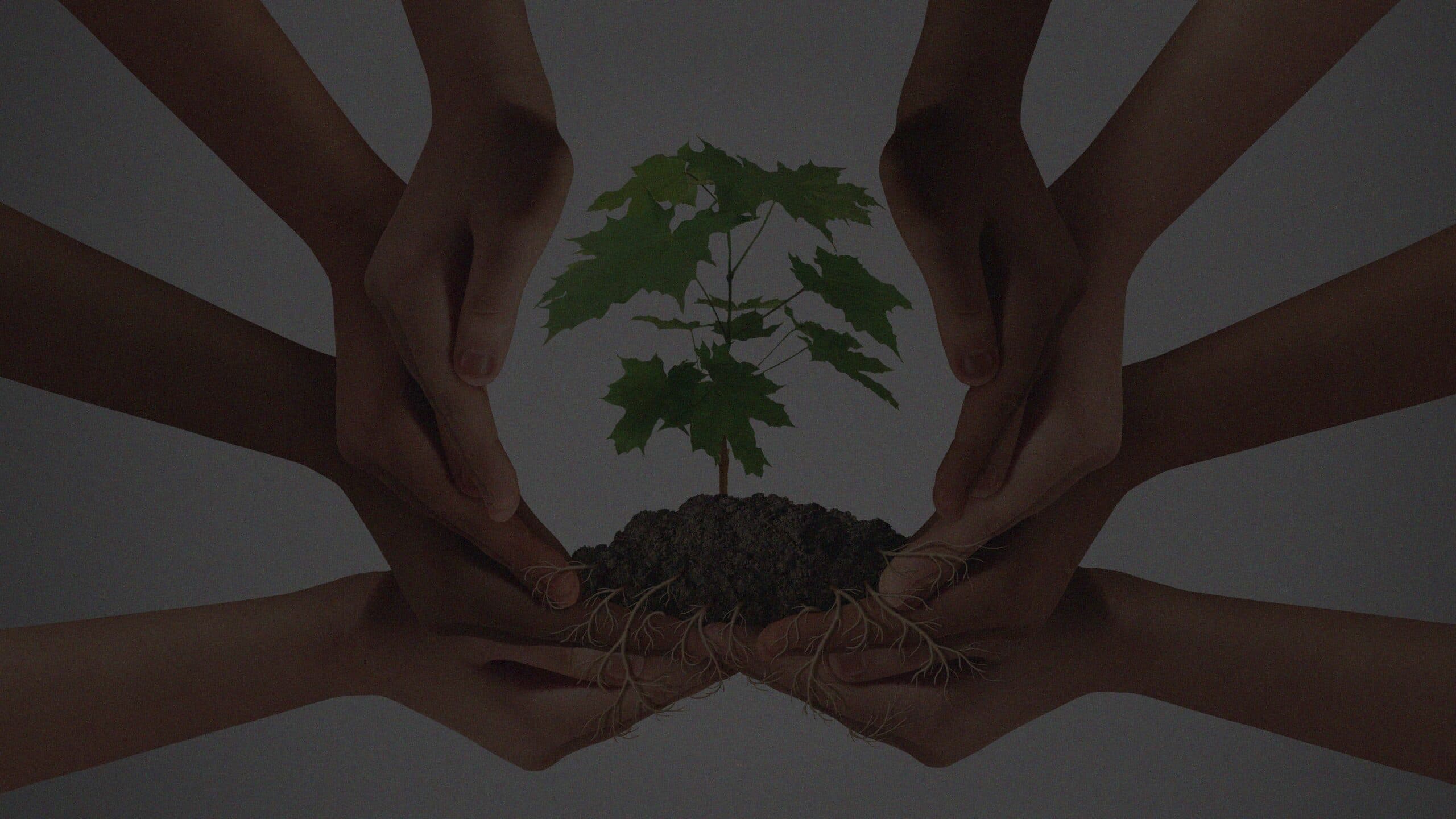 Hands gathered around a young tree